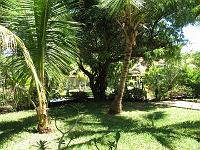  Arbustes exotiques